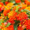 Lantana Bright Orange Plants - Set of 2 Live Perennial Outdoor Plants