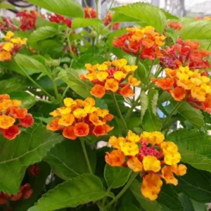 Lantana Bright Orange Plants - Set of 2 Live Perennial Outdoor Plants
