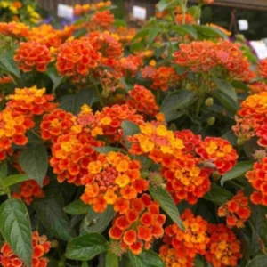 Lantana Bright Orange Plants - Set of 2 Live Perennial Outdoor Plants
