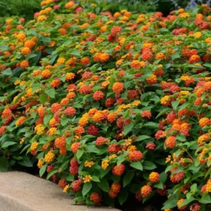 Lantana Bright Orange Plants - Set of 2 Live Perennial Outdoor Plants