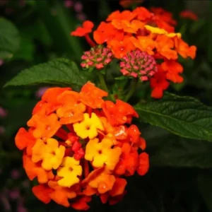 Lantana Bright Orange Plants - Set of 2 Live Perennial Outdoor Plants
