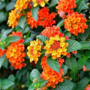 Lantana Bright Orange Plants - Set of 2 Live Perennial Outdoor Plants