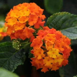 Lantana Bright Orange Plants - Set of 2 Live Perennial Outdoor Plants