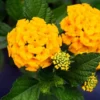 Lantana Chapel Hill Gold Plants Set - Live Outdoor Garden Perennial Flowering Plants 4 to 6 Inches