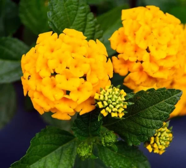 Lantana Chapel Hill Gold Plants Set - Live Outdoor Garden Perennial Flowering Plants 4 to 6 Inches