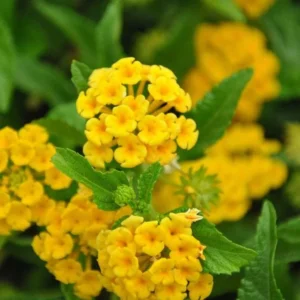 Lantana Chapel Hill Gold Plants Set - Live Outdoor Garden Perennial Flowering Plants 4 to 6 Inches