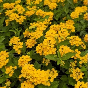 Lantana Chapel Hill Gold Plants Set - Live Outdoor Garden Perennial Flowering Plants 4 to 6 Inches