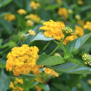 Lantana Chapel Hill Gold Plants Set - Live Outdoor Garden Perennial Flowering Plants 4 to 6 Inches