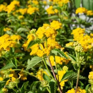 Lantana Chapel Hill Gold Plants Set - Live Outdoor Garden Perennial Flowering Plants 4 to 6 Inches