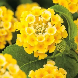 Lantana Chapel Hill Gold Plants Set - Live Outdoor Garden Perennial Flowering Plants 4 to 6 Inches