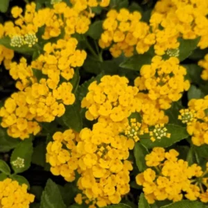 Lantana Chapel Hill Gold Plants Set - Live Outdoor Garden Perennial Flowering Plants 4 to 6 Inches