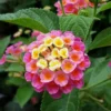 Lantana Confetti Plants Set 2 - Live Outdoor Garden Perennial Plants 4 to 6 Inches