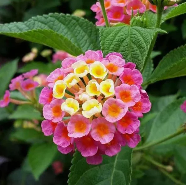Lantana Confetti Plants Set 2 - Live Outdoor Garden Perennial Plants 4 to 6 Inches