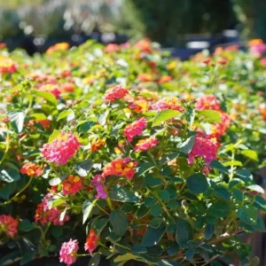 Lantana Confetti Plants Set 2 - Live Outdoor Garden Perennial Plants 4 to 6 Inches