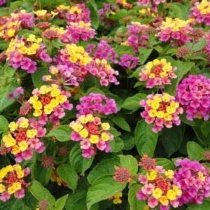 Lantana Confetti Plants Set 2 - Live Outdoor Garden Perennial Plants 4 to 6 Inches