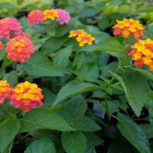 Lantana Confetti Plants Set 2 - Live Outdoor Garden Perennial Plants 4 to 6 Inches