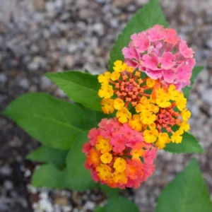 Lantana Confetti Plants Set 2 - Live Outdoor Garden Perennial Plants 4 to 6 Inches