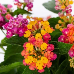Lantana Confetti Plants Set 2 - Live Outdoor Garden Perennial Plants 4 to 6 Inches