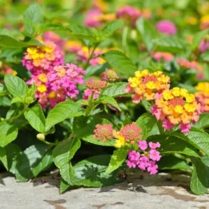 Lantana Confetti Plants Set 2 - Live Outdoor Garden Perennial Plants 4 to 6 Inches