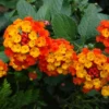 Lantana Dallas Red Plants Set 2 - Live Perennial Flowering Plants 4 to 6 Inches Tall Outdoor Gardens