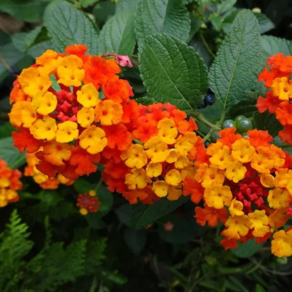 Lantana Dallas Red Plants Set 2 - Live Perennial Flowering Plants 4 to 6 Inches Tall Outdoor Gardens