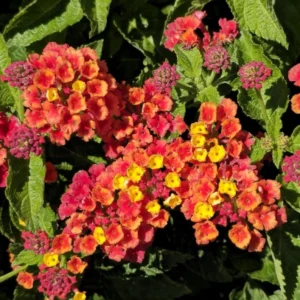 Lantana Dallas Red Plants Set 2 - Live Perennial Flowering Plants 4 to 6 Inches Tall Outdoor Gardens