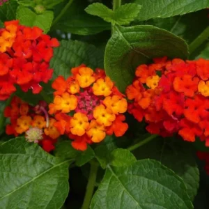 Lantana Dallas Red Plants Set 2 - Live Perennial Flowering Plants 4 to 6 Inches Tall Outdoor Gardens