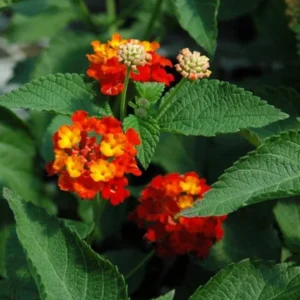 Lantana Dallas Red Plants Set 2 - Live Perennial Flowering Plants 4 to 6 Inches Tall Outdoor Gardens