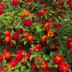 Lantana Dallas Red Plants Set 2 - Live Perennial Flowering Plants 4 to 6 Inches Tall Outdoor Gardens