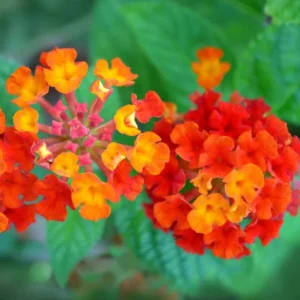 Lantana Dallas Red Plants Set 2 - Live Perennial Flowering Plants 4 to 6 Inches Tall Outdoor Gardens