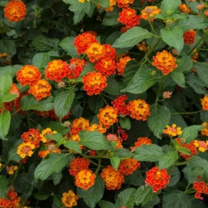 Lantana Dallas Red Plants Set 2 - Live Perennial Flowering Plants 4 to 6 Inches Tall Outdoor Gardens