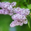 Late Lilac Bush - Syringa Villosa - 12 to 18 inch Shrub - Light Rosy-Lilac Flowers - Easy to Grow - NOT SHIP AK, HI