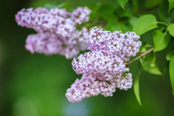 Late Lilac Bush - Syringa Villosa - 12 to 18 inch Shrub - Light Rosy-Lilac Flowers - Easy to Grow - NOT SHIP AK, HI