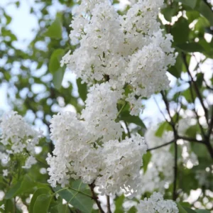 Late Lilac Bush - Syringa Villosa - 12 to 18 inch Shrub - Light Rosy-Lilac Flowers - Easy to Grow - NOT SHIP AK, HI