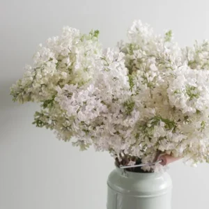 Late Lilac Bush - Syringa Villosa - 12 to 18 inch Shrub - Light Rosy-Lilac Flowers - Easy to Grow - NOT SHIP AK, HI