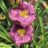 Lavender Blue Baby Daylily Perennial - 4 Inch Pot - Reblooming Lavender Flower
