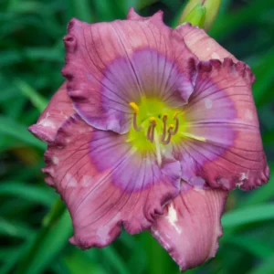 Lavender Blue Baby Daylily Perennial - 4 Inch Pot - Reblooming Lavender Flower