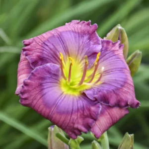 Lavender Blue Baby Daylily Perennial - 4 Inch Pot - Reblooming Lavender Flower
