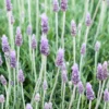 Lavender Dentata Grey Plant 4pk - 2 Inch Container Size