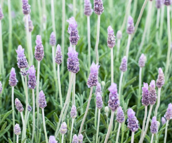 Lavender Dentata Grey Plant 4pk - 2 Inch Container Size