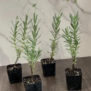 Lavender Dentata Grey Plant 4pk - 2 Inch Container Size