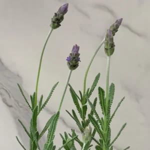 Lavender Dentata Grey Plant 4pk - 2 Inch Container Size