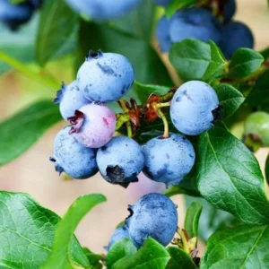 Legacy Blueberry Plant Live Sweet Bush 4 to 6 Inch Tall for Patio Garden