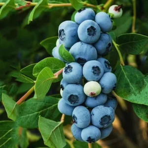 Legacy Blueberry Plant Live Sweet Bush 4 to 6 Inch Tall for Patio Garden