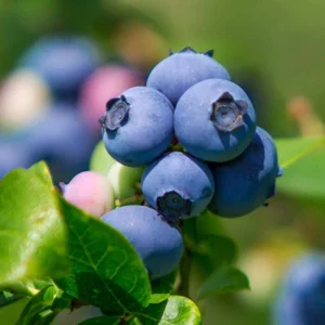 Legacy Blueberry Plant Live Sweet Bush 4 to 6 Inch Tall for Patio Garden