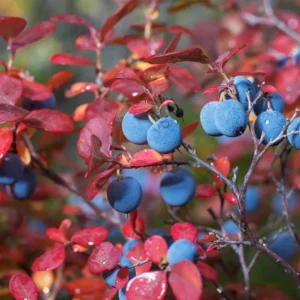 Legacy Blueberry Plant Live Sweet Bush 4 to 6 Inch Tall for Patio Garden