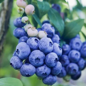 Legacy Blueberry Plant Live Sweet Bush 4 to 6 Inch Tall for Patio Garden
