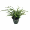 Lemon Button Fern Live Plant - 3.5 Inch Pot - Nephrolepis cordifolia Duffii