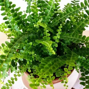 Lemon Button Fern Live Plant - 3.5 Inch Pot - Nephrolepis cordifolia Duffii