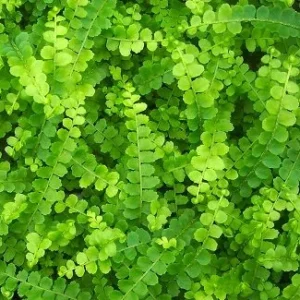 Lemon Button Fern Live Plant - 3.5 Inch Pot - Nephrolepis cordifolia Duffii